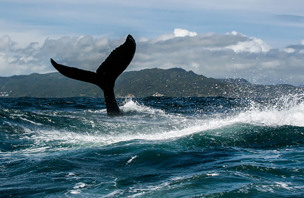 Samana Dominican Republic Whale Watching Tours
